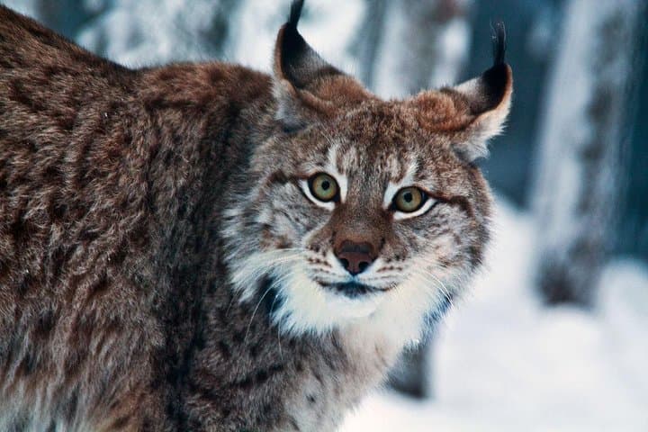 Private Guided Ranua Wildlife Park Tour from Rovaniemi — Arctic Animals & Lunch photo 2