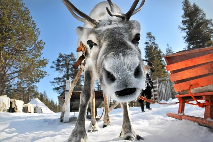 Lapland Reindeer Safari From Saariselkä — 2-Hour Reindeer Sled Ride & Sami Culture photo 6