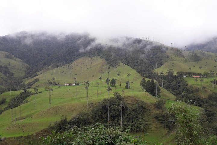 Cocora Valley Hike and Salento–Filandia Day Tour: Wax Palms, Coffee Culture & Viewpoints photo 3