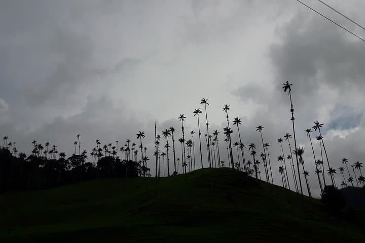 Cocora Valley Hike and Salento–Filandia Day Tour: Wax Palms, Coffee Culture & Viewpoints photo 4