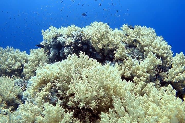Sataya Overnight: 2-Day Liveaboard to Egypt’s Dolphin Reef photo 2