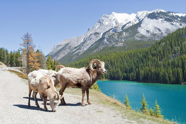 7-Day Canadian Rockies Small-Group Tour — Banff, Lake Louise, Icefields Parkway & Jasper photo 6