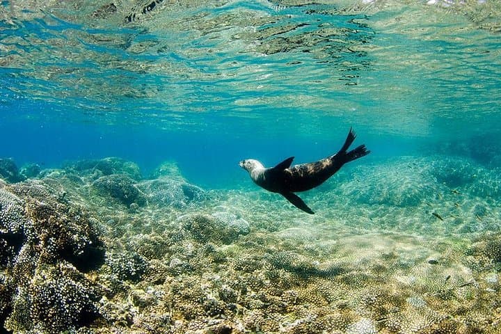 Snorkel Cabo Pulmo: Day Trip to Cousteau’s 'Natural Aquarium' from Cabo San Lucas photo 4