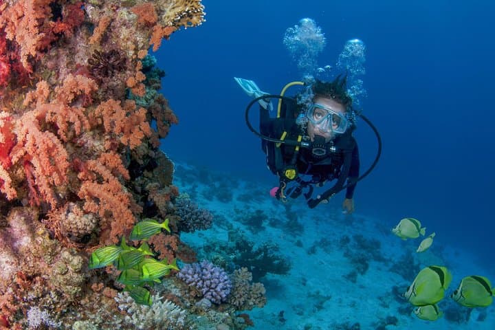 Learn to Scuba Dive in Cabo San Lucas: PADI Beginner Experience at El Arco photo 3