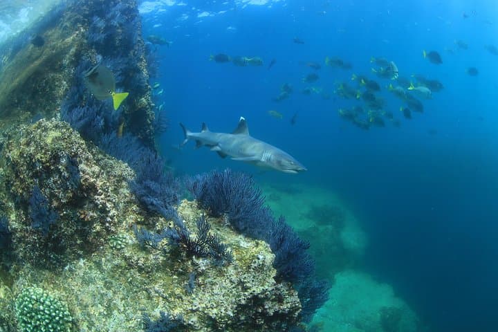 Learn to Scuba Dive in Cabo San Lucas: PADI Beginner Experience at El Arco photo 6
