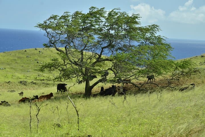 Road to Hana Day Tour from Lahaina — Pickup, Breakfast & Lunch Included photo 6