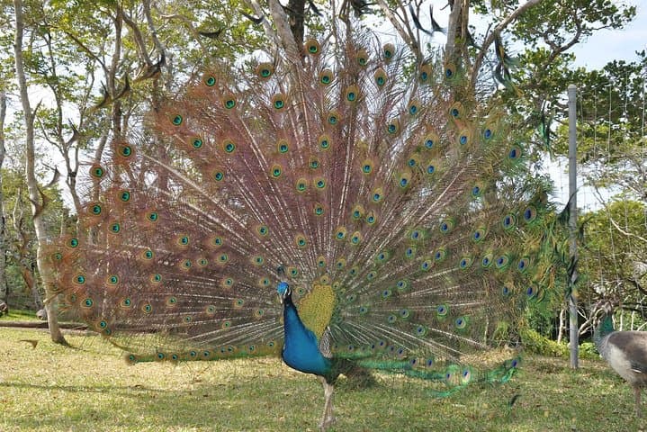 Explore Nouméa's Zoological and Forestry Park: Native Wildlife, Dry Forest & Bay Views photo 4