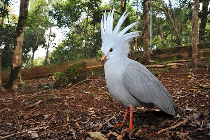 Explore Nouméa's Zoological and Forestry Park: Native Wildlife, Dry Forest & Bay Views