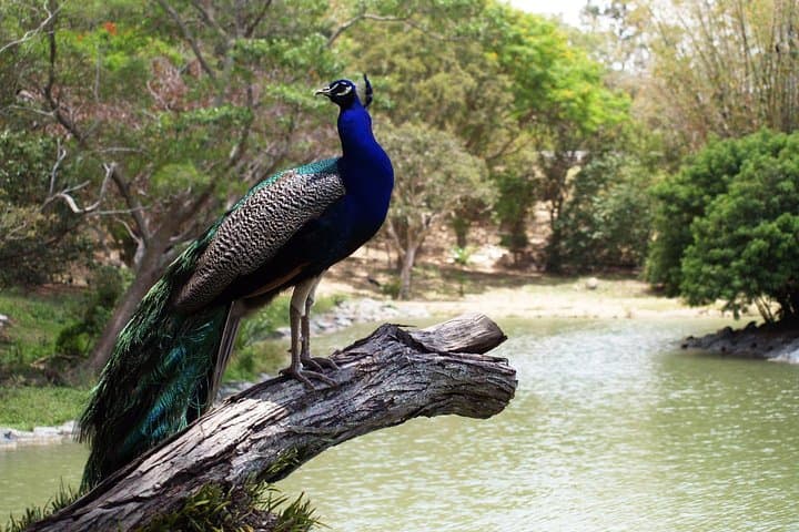 Explore Nouméa's Zoological and Forestry Park: Native Wildlife, Dry Forest & Bay Views photo 3