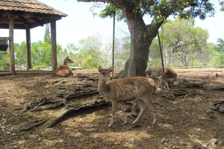 Explore Nouméa's Zoological and Forestry Park: Native Wildlife, Dry Forest & Bay Views photo 6