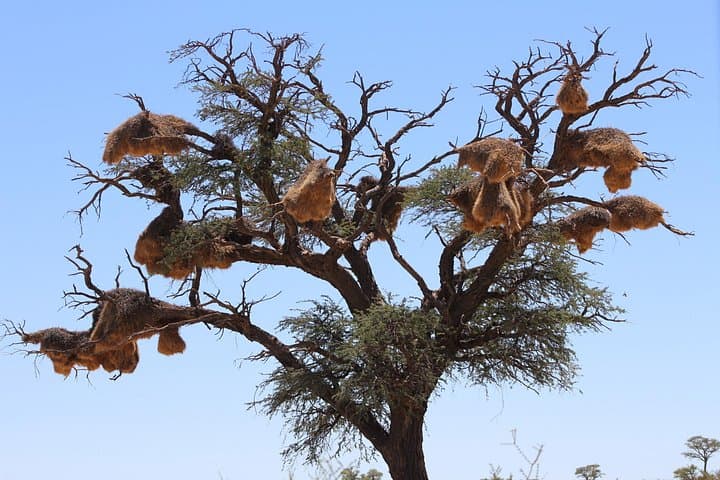Tsodilo Hills & Gcwihaba Caves: 7-Day Cultural Safari from Maun photo 4