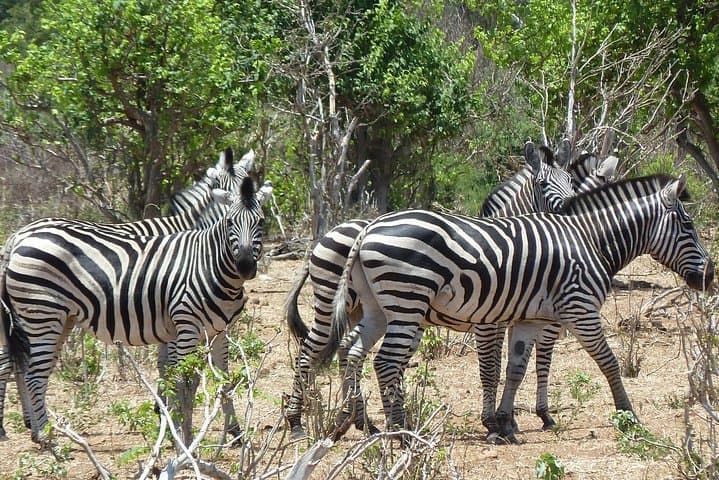 13-Day Botswana Safari: Okavango Delta, Moremi, Savuti & Chobe photo 5