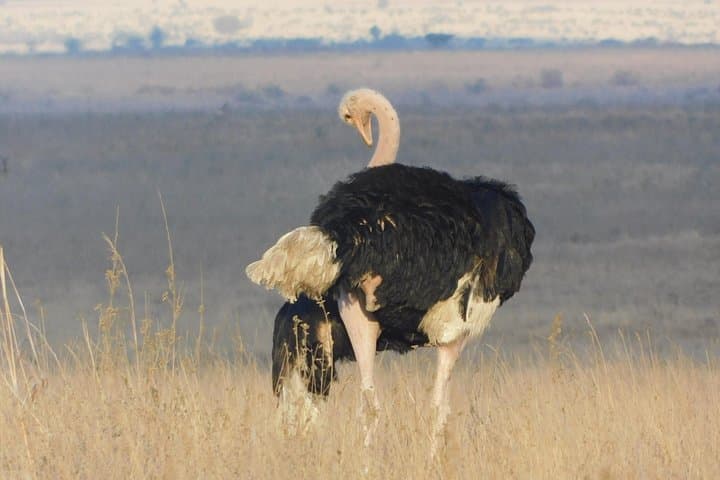 3-Day Lake Nakuru Safari: Flamingos, Big Game & Rift Valley Views photo 2