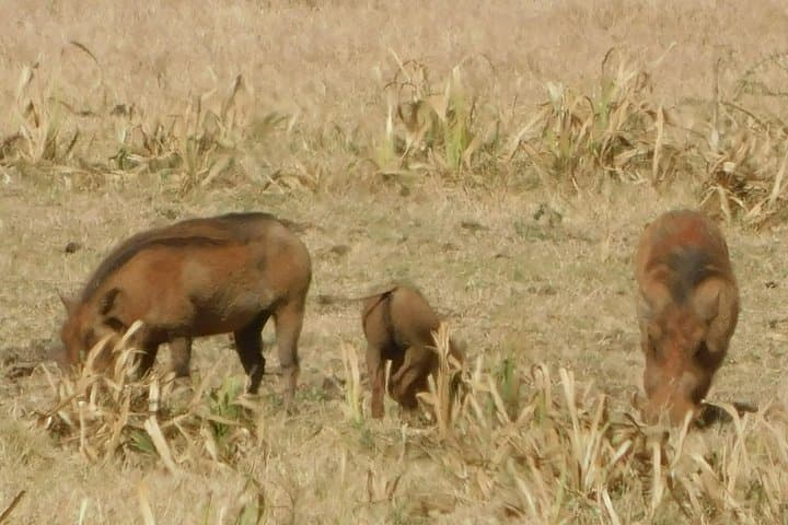 3-Day Lake Nakuru Safari: Flamingos, Big Game & Rift Valley Views photo 3