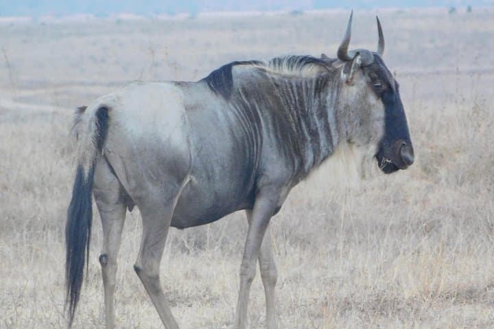 3-Day Lake Nakuru Safari: Flamingos, Big Game & Rift Valley Views photo 4