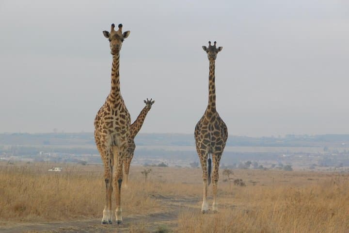 3-Day Lake Nakuru Safari: Flamingos, Big Game & Rift Valley Views photo 1