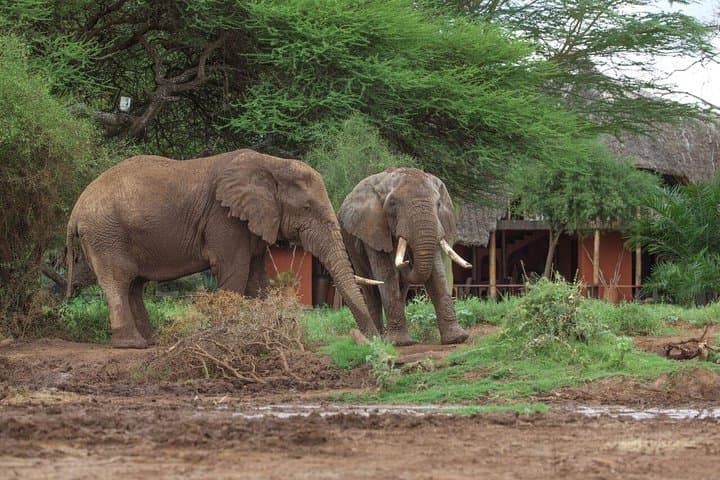 2-Day Diani to Amboseli Flying Safari — Kilimanjaro Views & Amboseli Game Drives photo 2