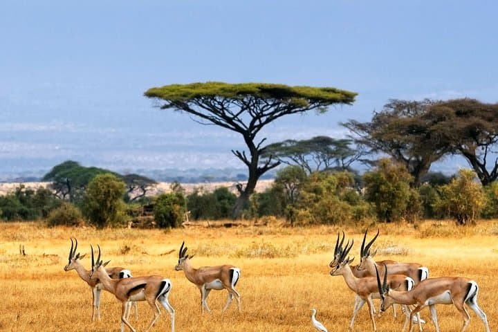 3-Day Aberdares: Cloud-Forest Game Drives & Ark Lodge Wildlife Viewing