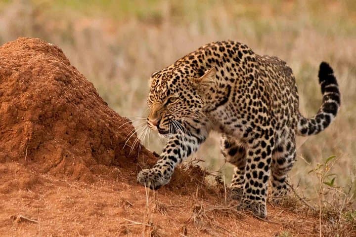 3-Day Aberdares: Cloud-Forest Game Drives & Ark Lodge Wildlife Viewing photo 2