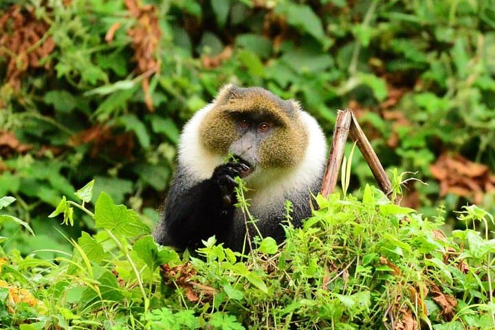 3-Day Aberdares: Cloud-Forest Game Drives & Ark Lodge Wildlife Viewing photo 3