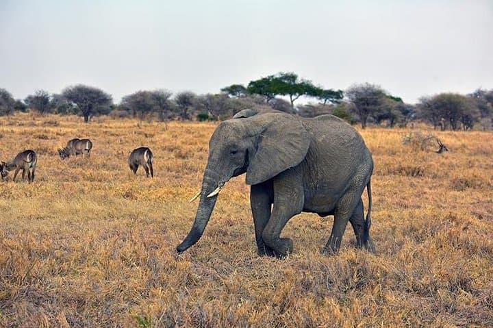 3-Day Aberdares: Cloud-Forest Game Drives & Ark Lodge Wildlife Viewing photo 5