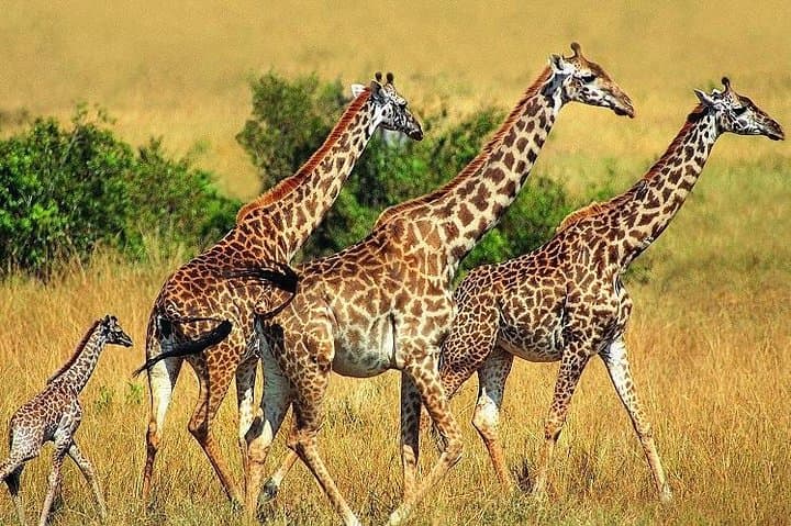 3-Day Aberdares: Cloud-Forest Game Drives & Ark Lodge Wildlife Viewing photo 6
