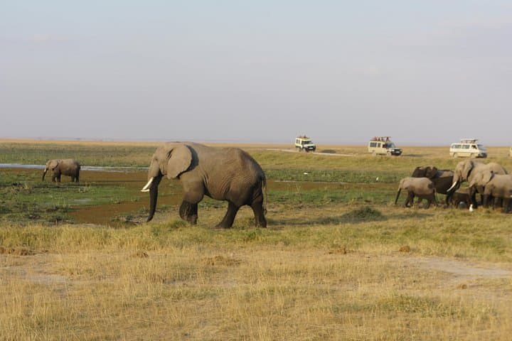 7-Day Private Kenya Safari: Sopa Lodges from Amboseli to Maasai Mara photo 1