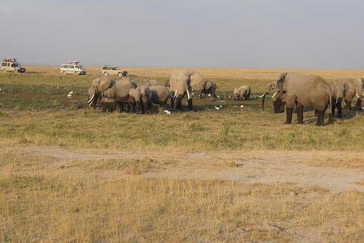 7-Day Private Kenya Safari: Sopa Lodges from Amboseli to Maasai Mara photo 2
