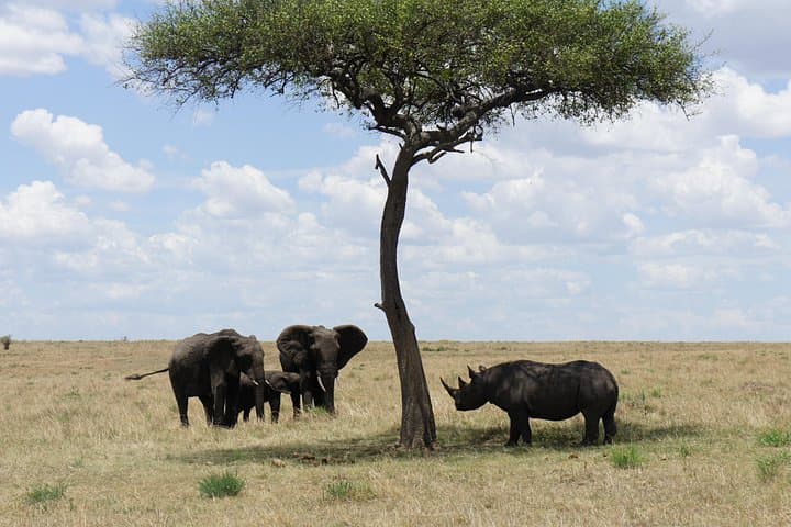 7-Day Private Kenya Safari: Sopa Lodges from Amboseli to Maasai Mara photo 3