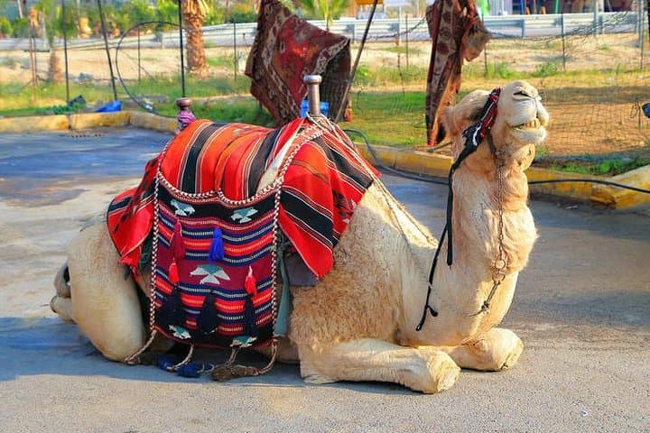 Palmeraie Quad Biking and Camel Ride — Half-Day Adventure from Marrakech