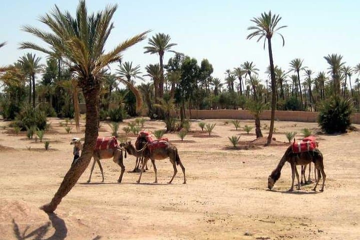 Palmeraie Quad Biking and Camel Ride — Half-Day Adventure from Marrakech photo 2