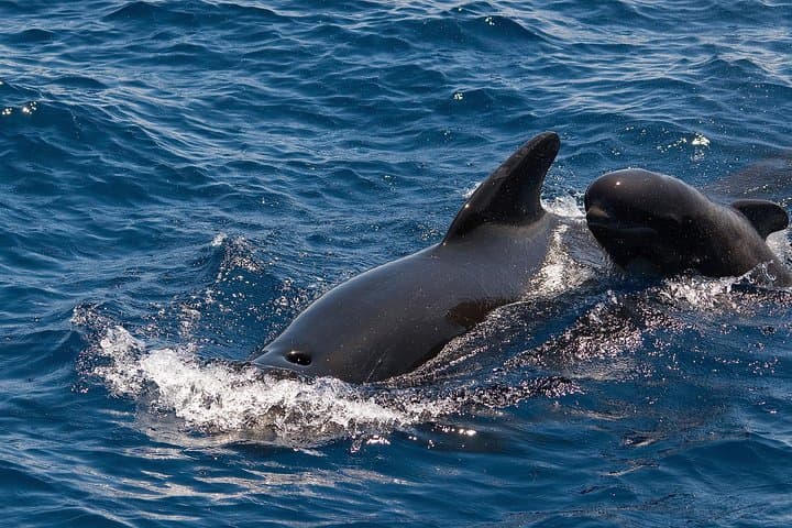 Tenerife Exclusive Sail: Whales & Dolphins Watching from Puerto Colón photo 3