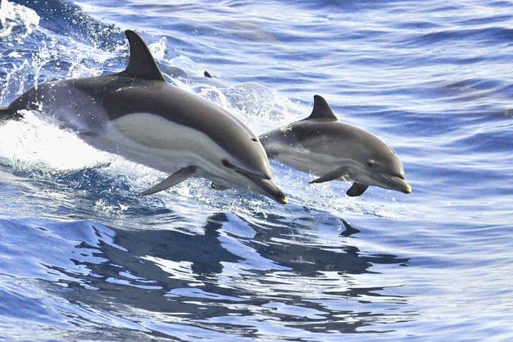 Tenerife Exclusive Sail: Whales & Dolphins Watching from Puerto Colón photo 4