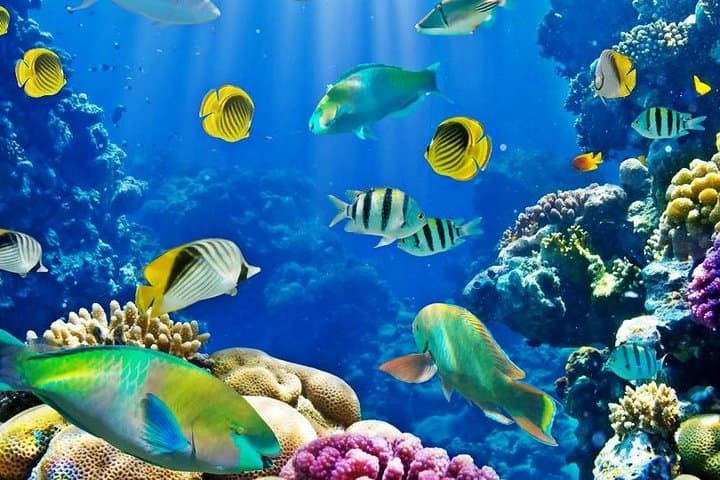 Hurghada Full-Day Diving Tour: Two Dives, Lunch & Hotel Pickup photo 4