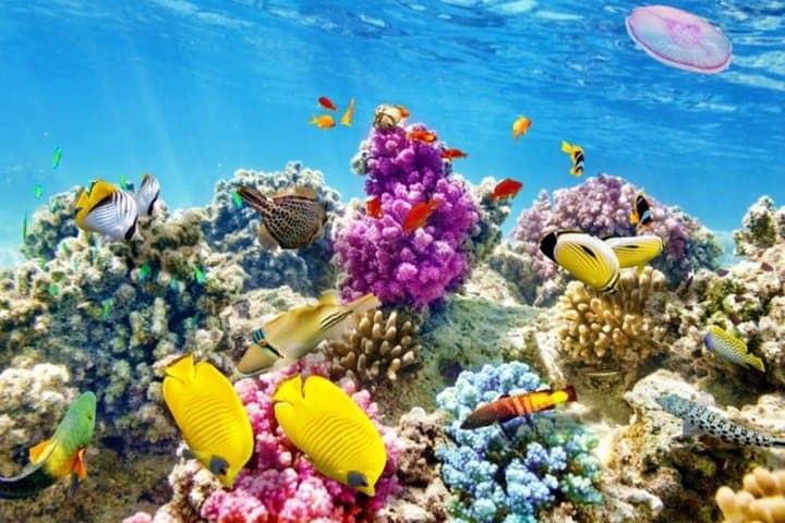 Full-Day Snorkeling Adventure to Utopia (Orange) Island from Hurghada