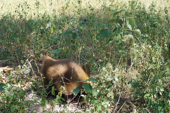 Makasutu Culture Forest Day Tour: Canoe Cruise & Palm-Forest Walk from Banjul photo 3