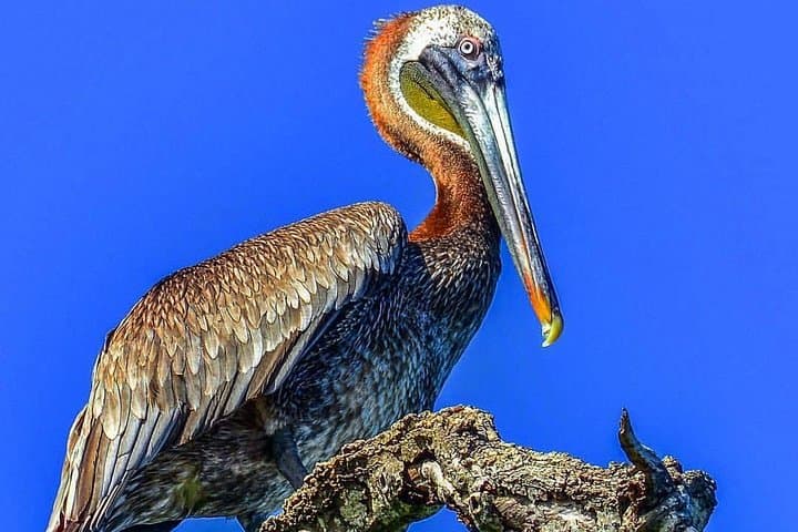 Full-Day Cayo Levantado & Los Haitises National Park Tour from Samaná photo 4