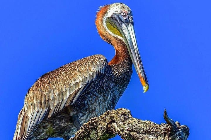 Catamaran to Los Haitises & Cayo Levantado: Samana Day Trip with Lunch
