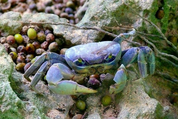 Hike Los Haitises National Park: Rainforest Trek and Private Boat to Taino Caves photo 3