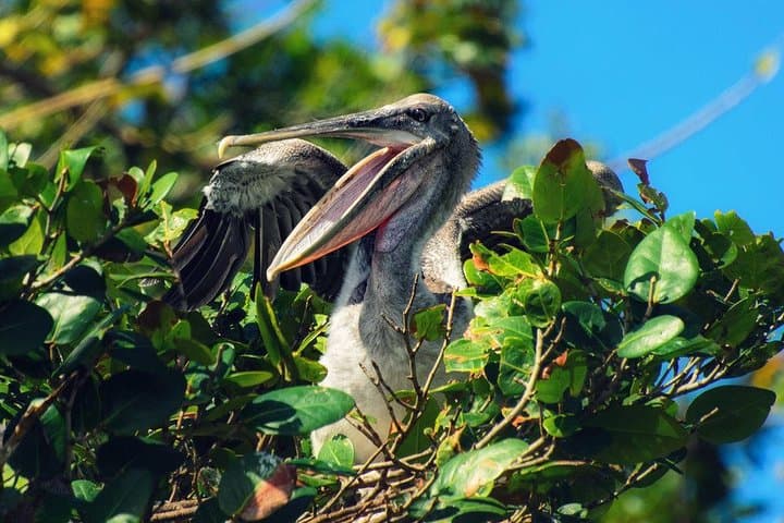 Hike Los Haitises National Park: Rainforest Trek and Private Boat to Taino Caves photo 4