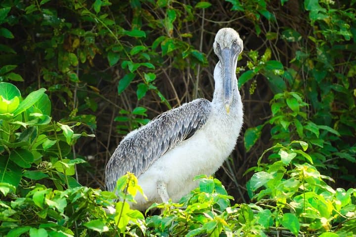 Hike Los Haitises National Park: Rainforest Trek and Private Boat to Taino Caves photo 5