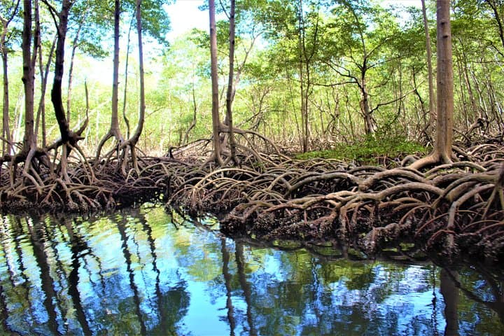 Private Kayak Tour of Los Haitises National Park from Sabana de la Mar photo 5