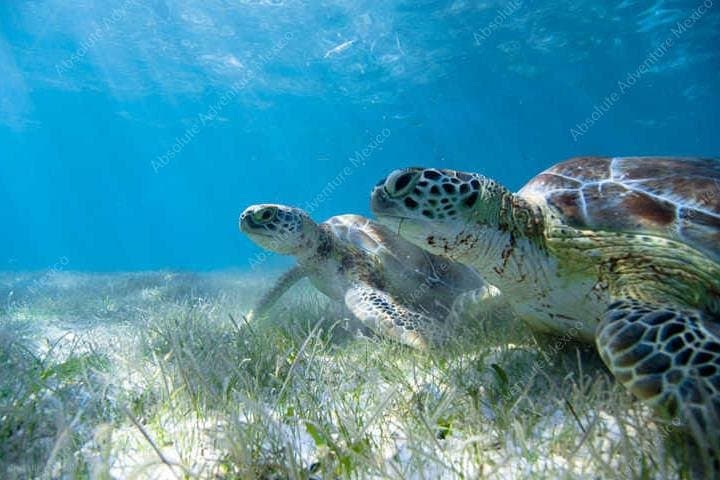 Akumal Turtle & Cenote Private Tour — Swim with Sea Turtles and Explore a Cenote photo 3