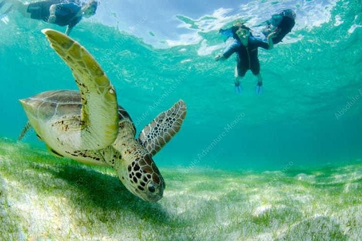 Akumal Turtle & Cenote Private Tour — Swim with Sea Turtles and Explore a Cenote photo 5