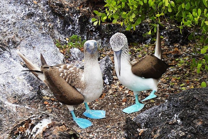 10-Day Galapagos Multi-Sport: Snorkel, Hike, Kayak and Bike the Islands of Evolution photo 3