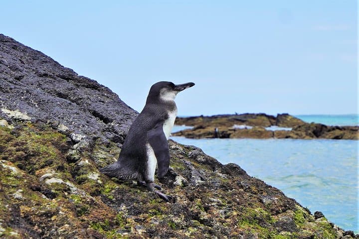 10-Day Galapagos Multi-Sport: Snorkel, Hike, Kayak and Bike the Islands of Evolution photo 5