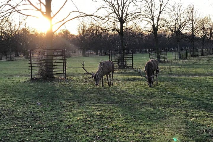 Hampton Court Palace Grounds Bike Tour — 8-Mile Guided Ride Through Bushy Park photo 4