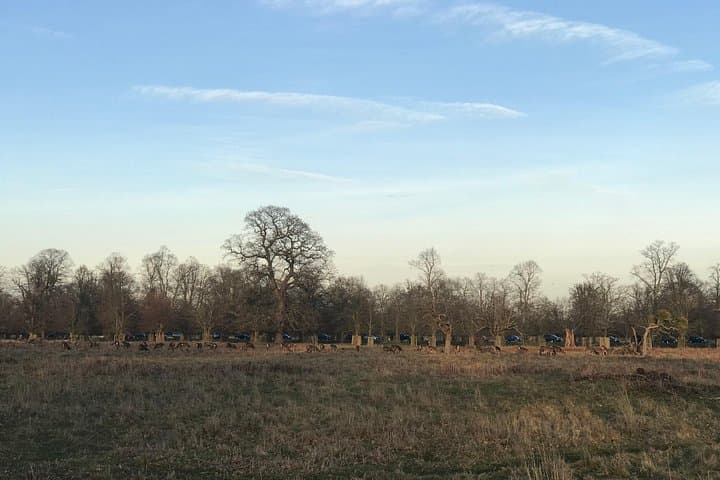 Hampton Court Palace Grounds Bike Tour — 8-Mile Guided Ride Through Bushy Park photo 3
