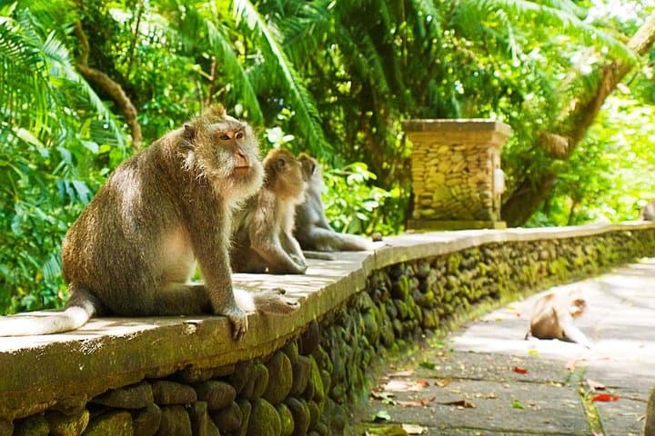 Ubud Day Tour: Barong Dance, Monkey Forest, Tegenungan Waterfall & Tirta Empul photo 2