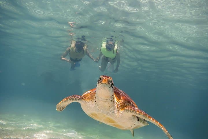 Akumal & Cenote Snorkel: Swim with Sea Turtles from Tulum